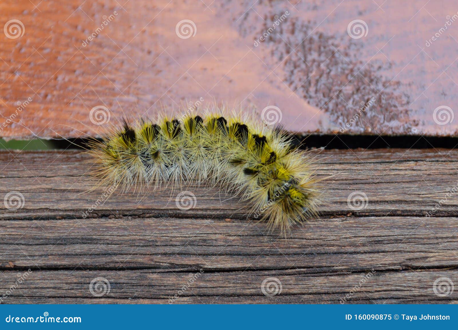 Yellow Fuzzy Caterpillar Stock Photos - Download 189 Royalty Free Photos