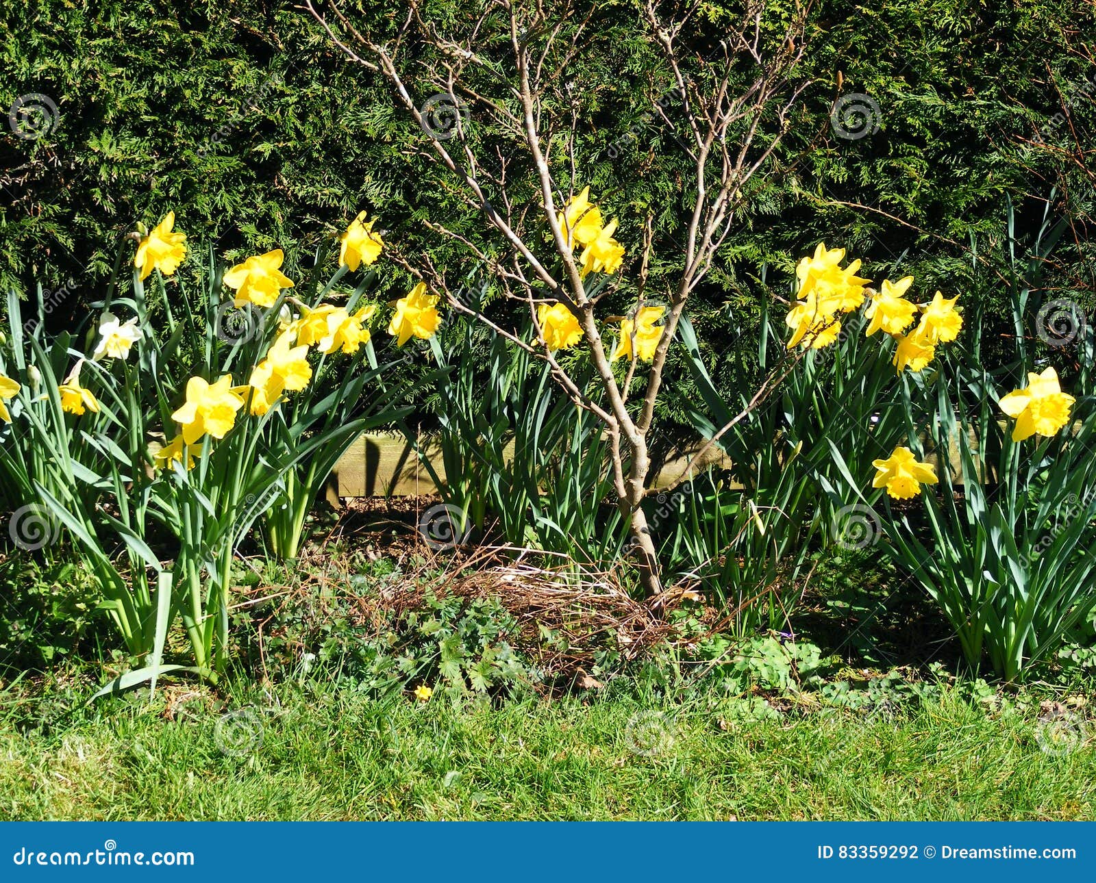 Yellow Garden Daffodil Border Stock Photo Image of trees, plants