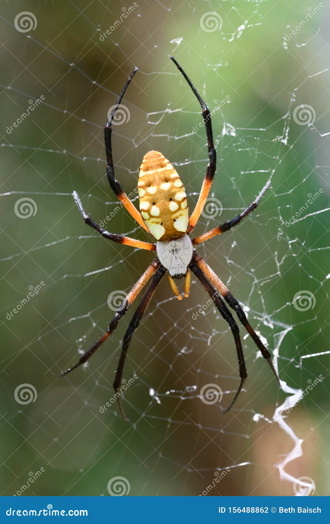 Yellow Garden Spider In Spiderweb Stock Photo Image Of Garden