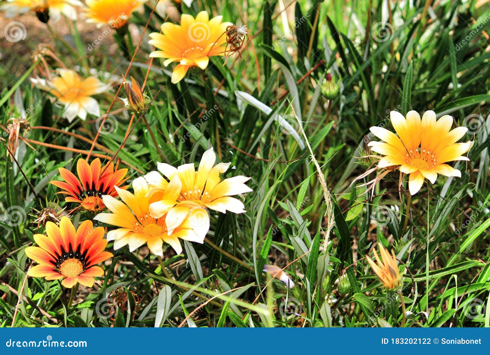 Yellow Gazania Flower Under the Sun Stock Photo Image of garden