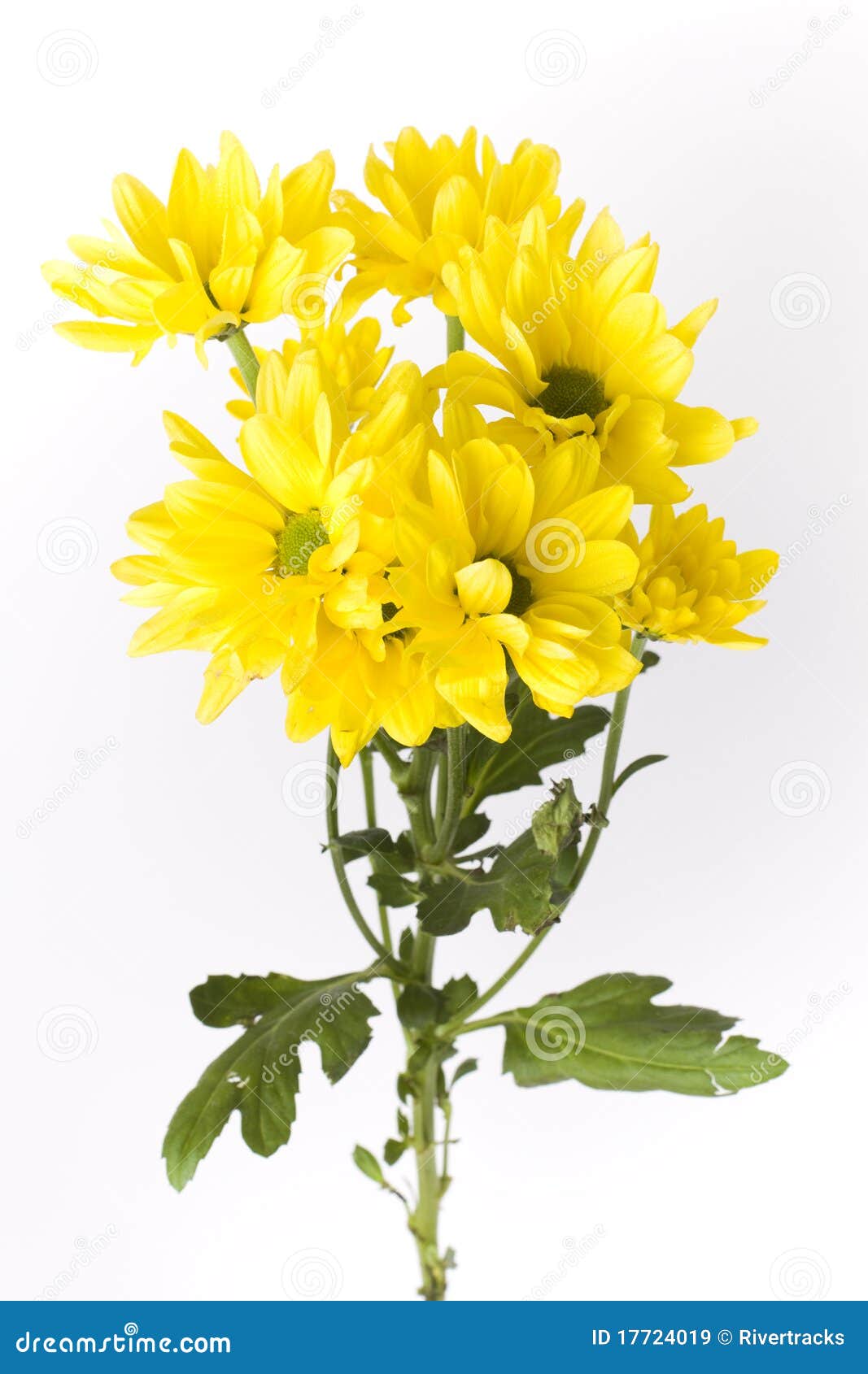 yellow geranium flowers with stems