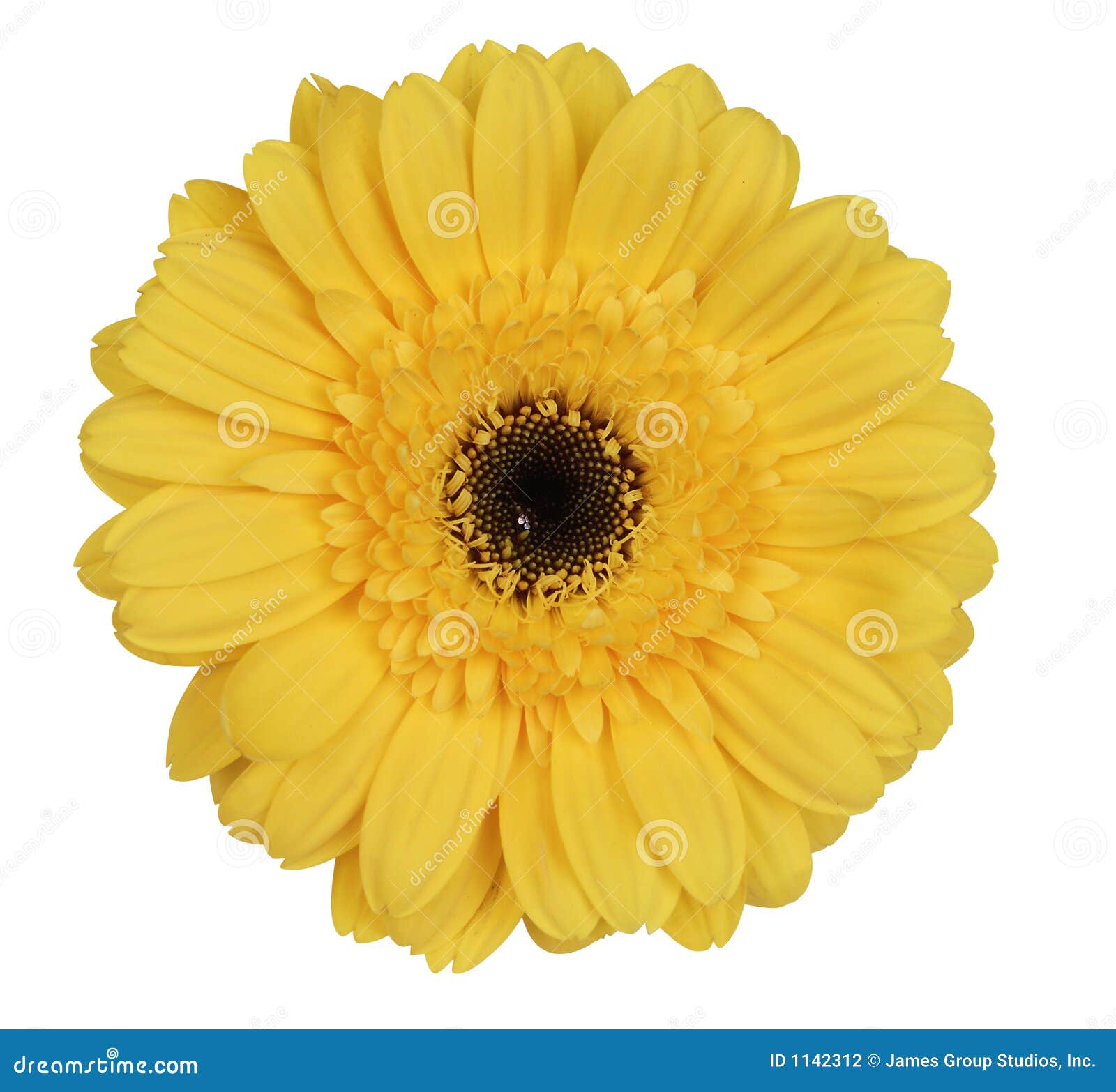 Yellow gerber daisy stock photo. Image of gerber, white - 1142312