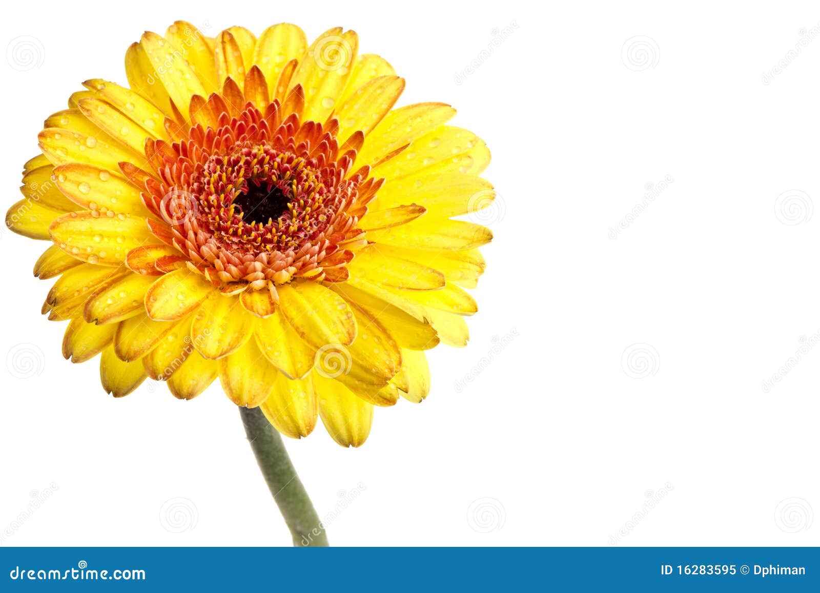 Yellow gerber daisy stock image. Image of daisy, beauty - 16283595
