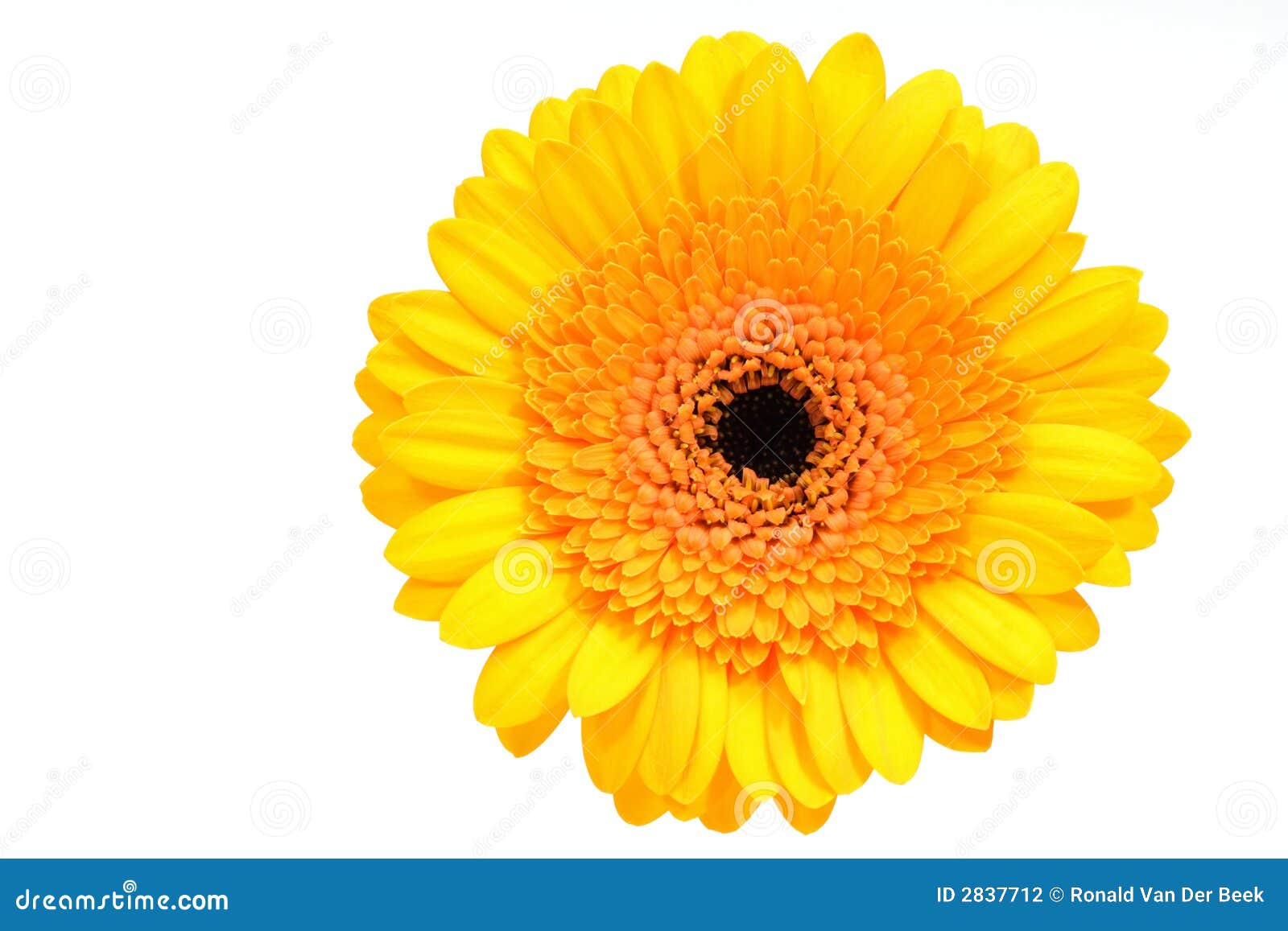Yellow gerber daisy stock photo. Image of spring, color - 2837712