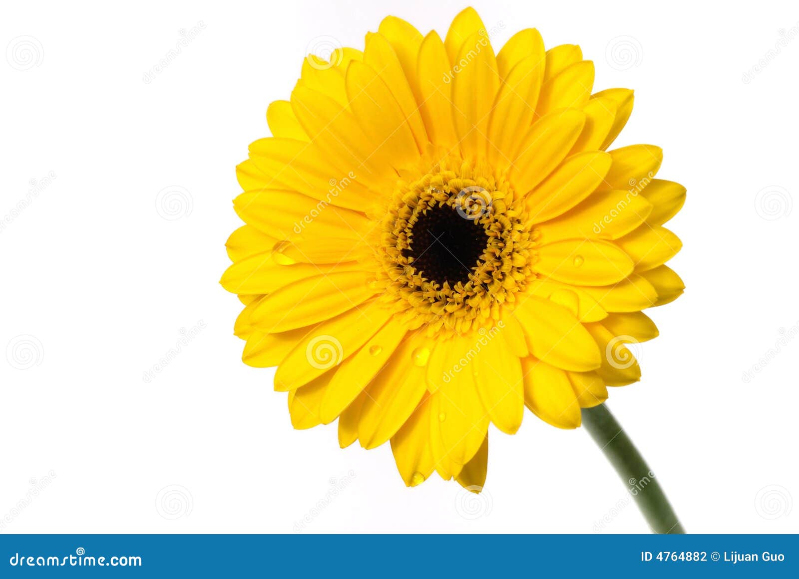 Yellow Gerber Daisy on White Stock Photo - Image of gerber, gerbera
