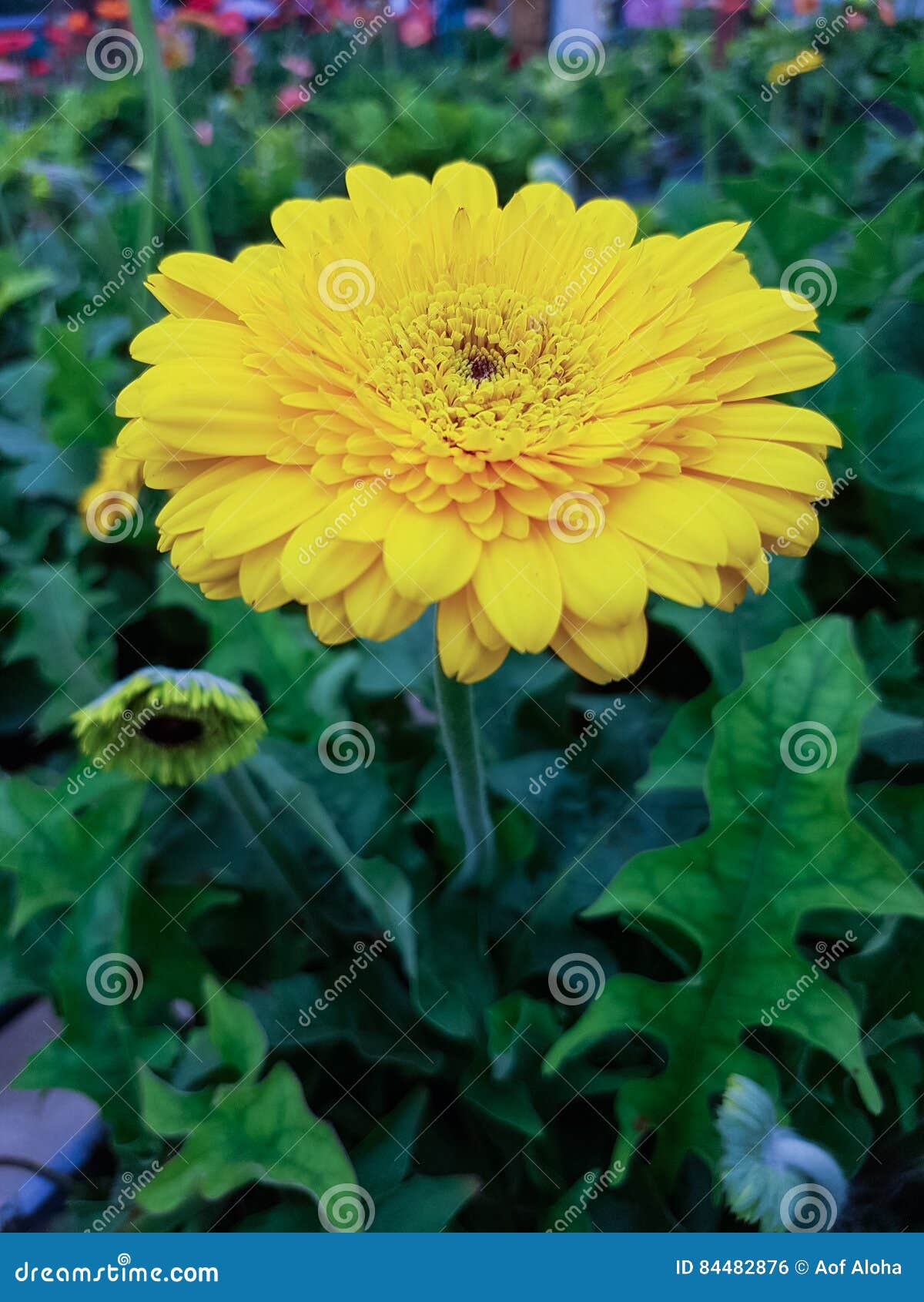 Yellow Gerbera Daisies stock photo. Image of herb, gerbera 84482876