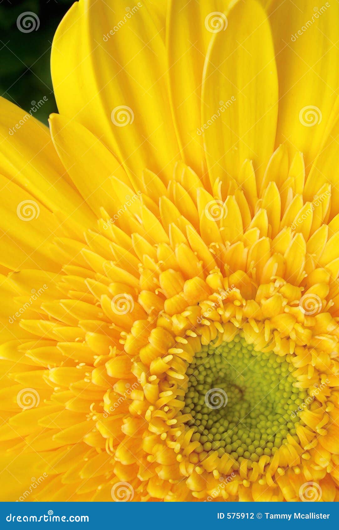 Yellow gerbera daisy stock photo. Image of gerbera, botany 575912