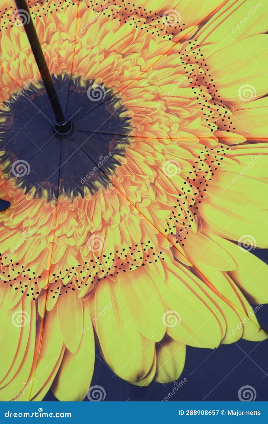 Yellow Gerbera Daisy on Black Umbrella Stock Image Image of vanes