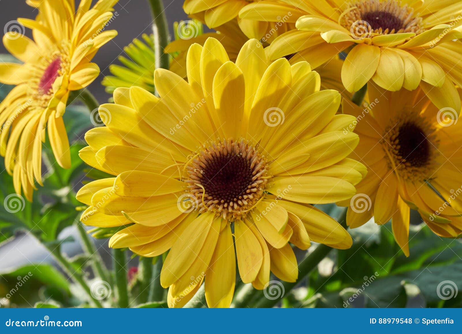Yellow Gerbera Daisy in Bloom Stock Photo Image of summer, floral
