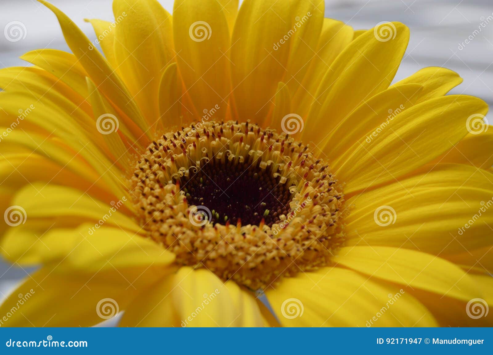 a yellow gerbera daisy