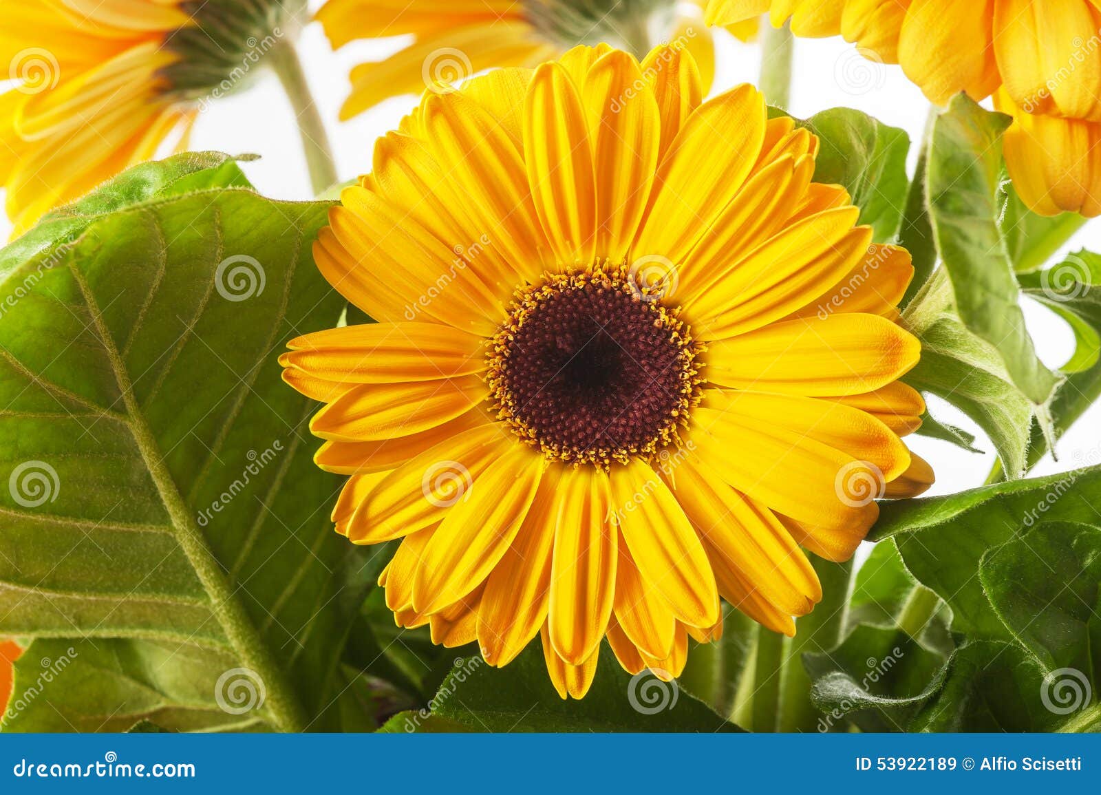 Yellow gerbera stock image. Image of fragrance, petal 53922189