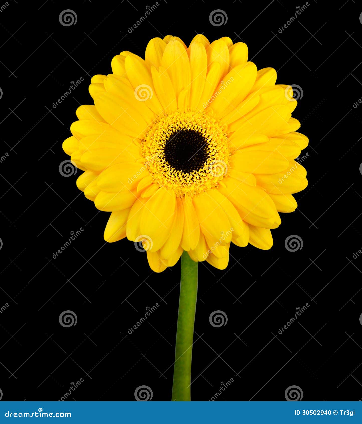 Yellow Gerbera Flower with Green Stem Isolated Stock Photo Image of