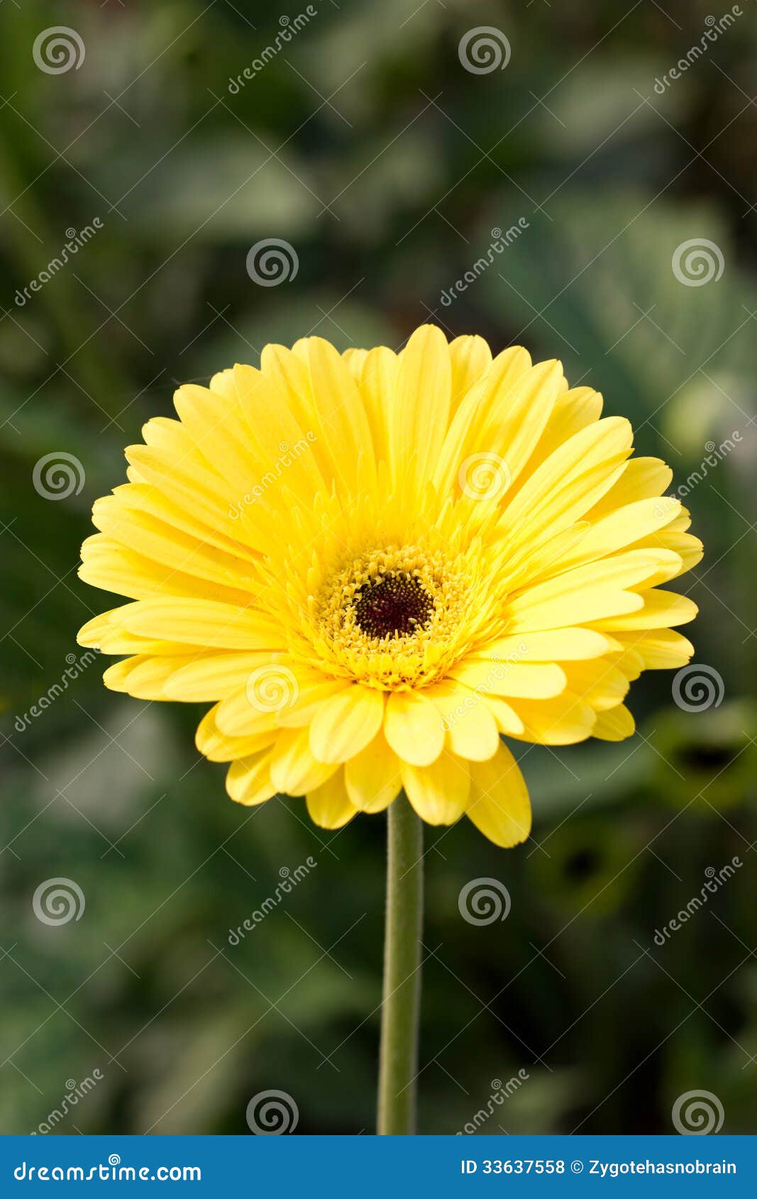 Yellow Gerbera flower. stock photo. Image of background 33637558
