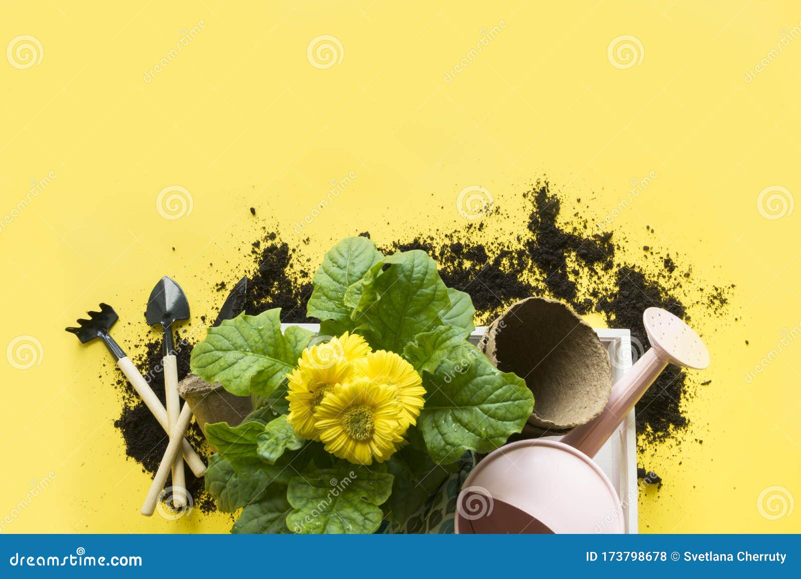yellow gerbera, flowers in pot, gardening tolls on yellow. copy space