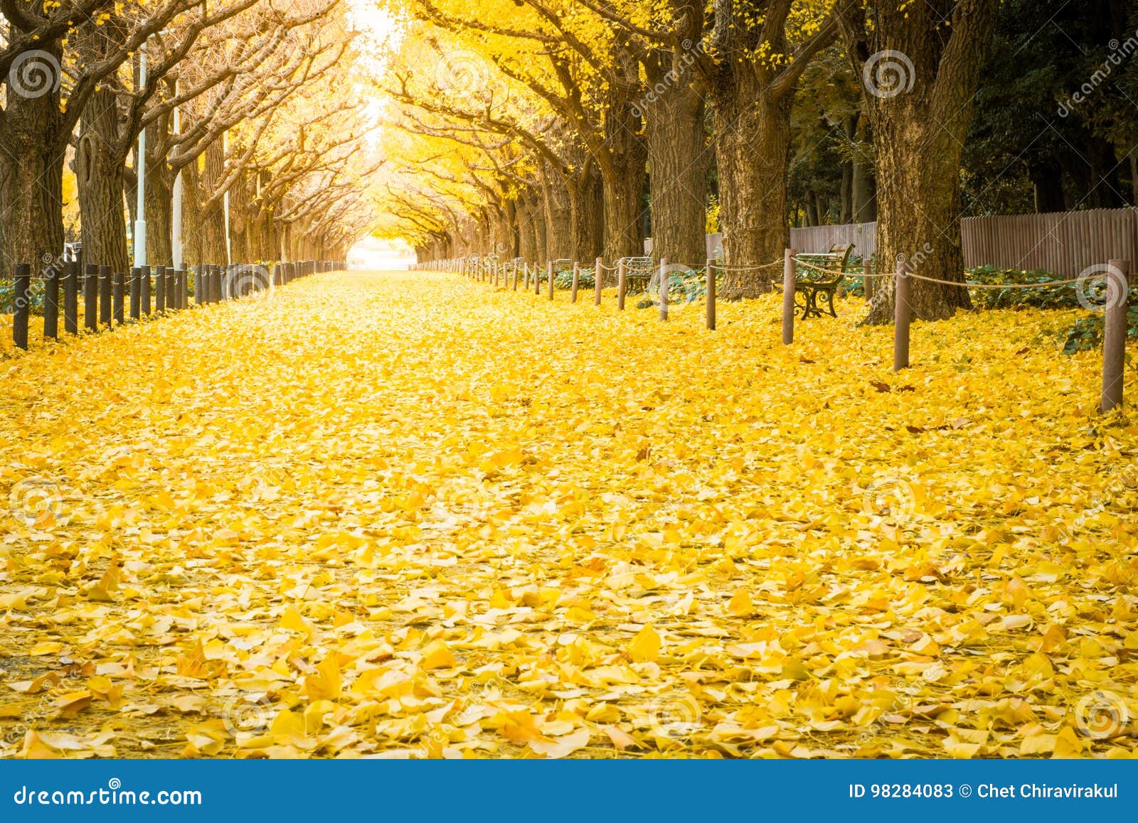 Yellow Ginkgo Trees And Yellow Ginkgo Leaves At Ginkgo Avenue Stock Image Image Of Avenue Icho 9840 Yellow Ginkgo Trees And Yellow Ginkgo Leaves At Ginkgo Avenue Stock Image Image Of Avenue Icho 9840