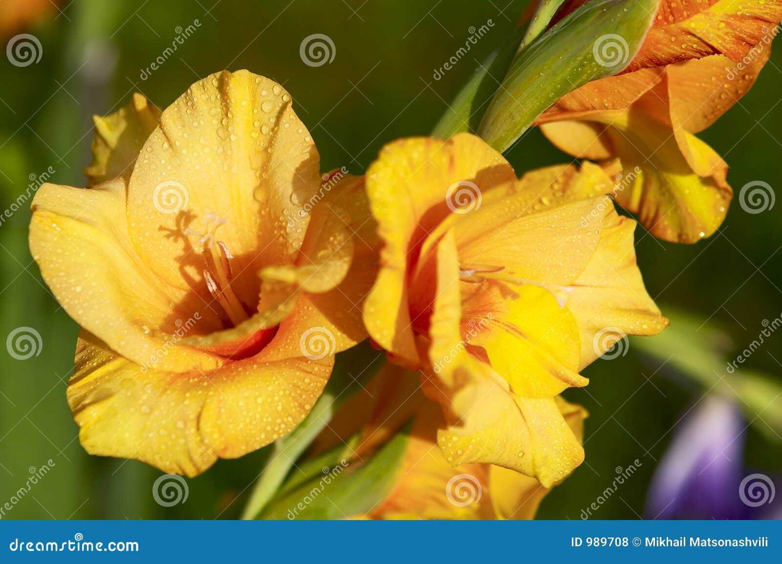 Yellow gladiolus stock photo. Image of flora, countryside 989708