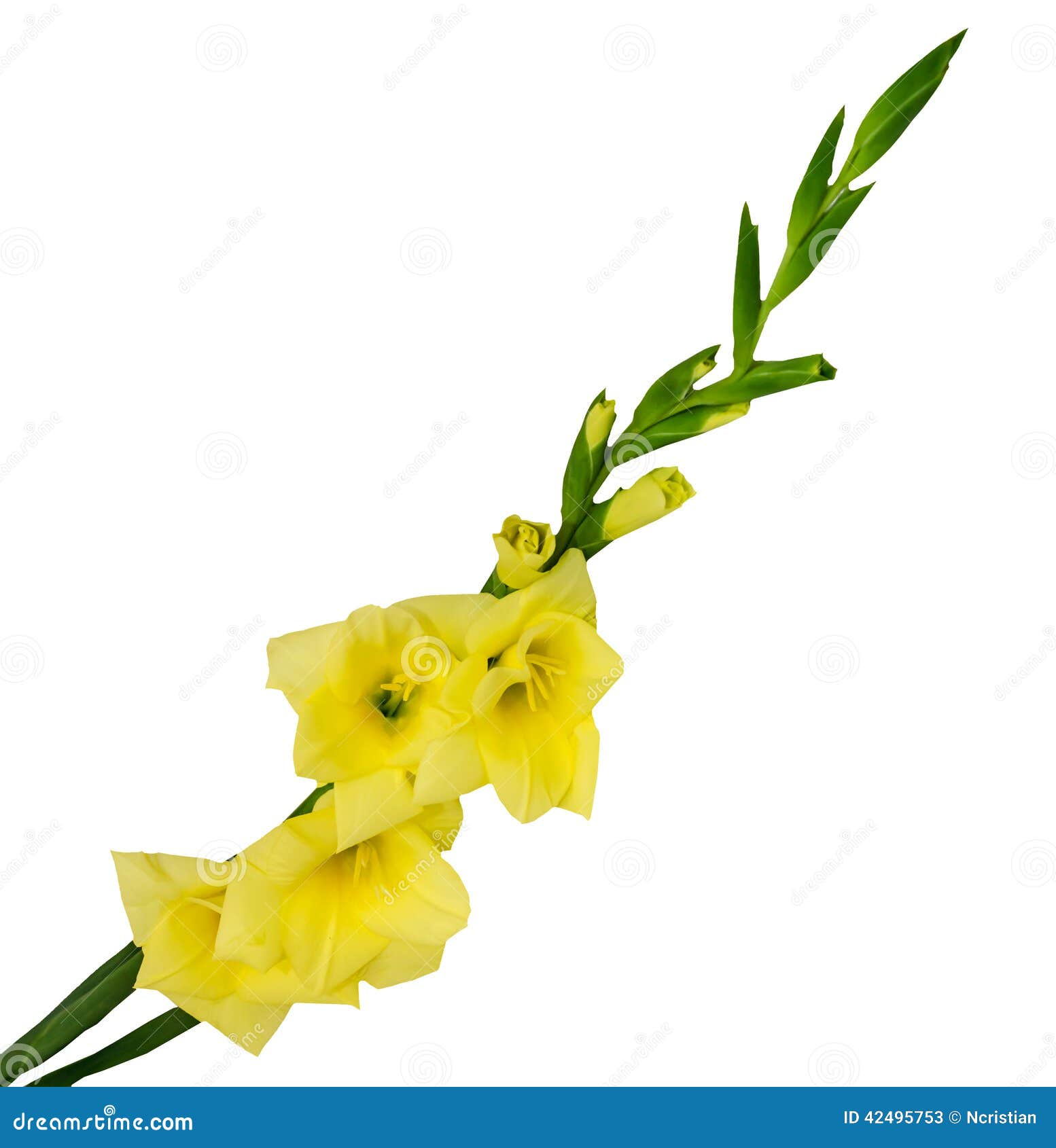 Yellow Gladiolus Flower, Isolated Stock Image Image of background