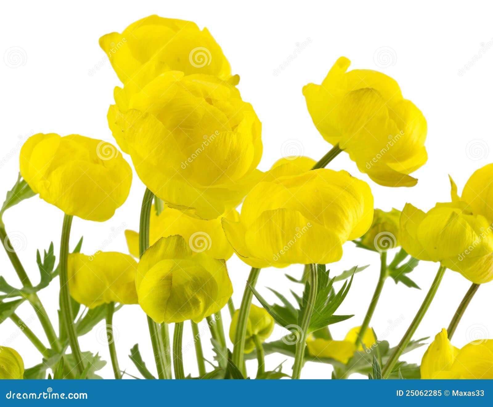 The yellow globeflower. stock image. Image of flower 25062285