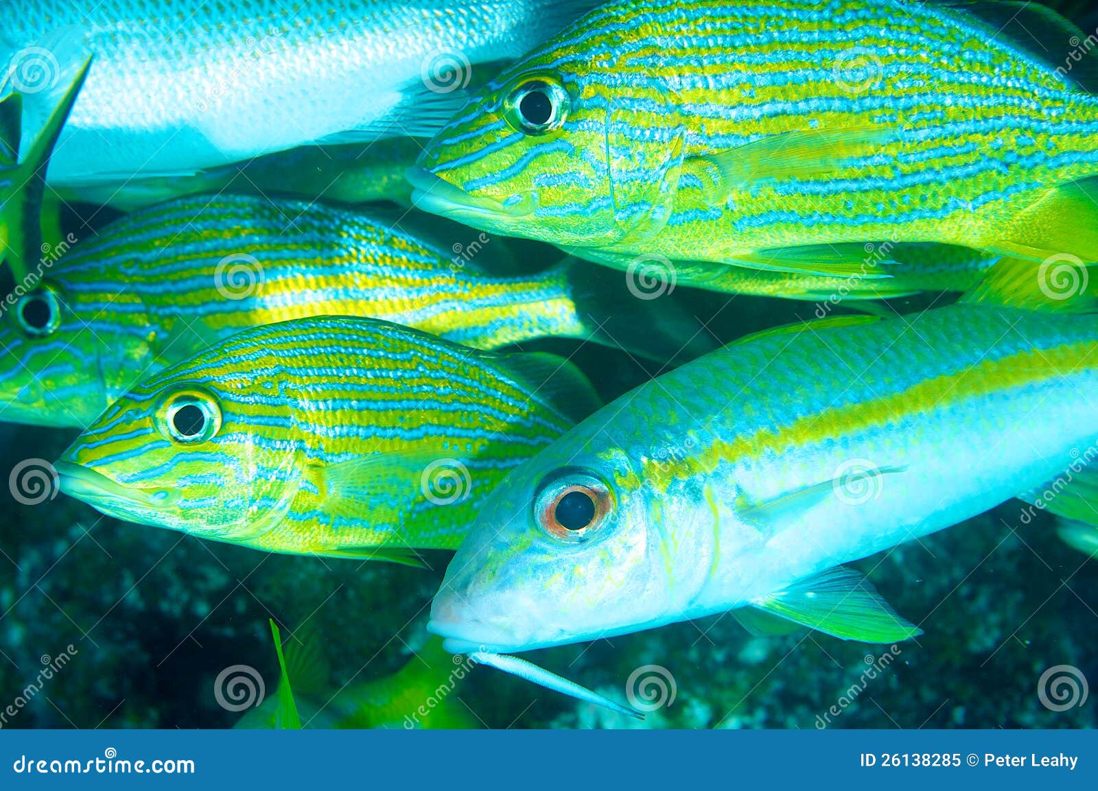 Yellow Goat Fish and Blue Stripe Grunt Stock Image Image of atlantic
