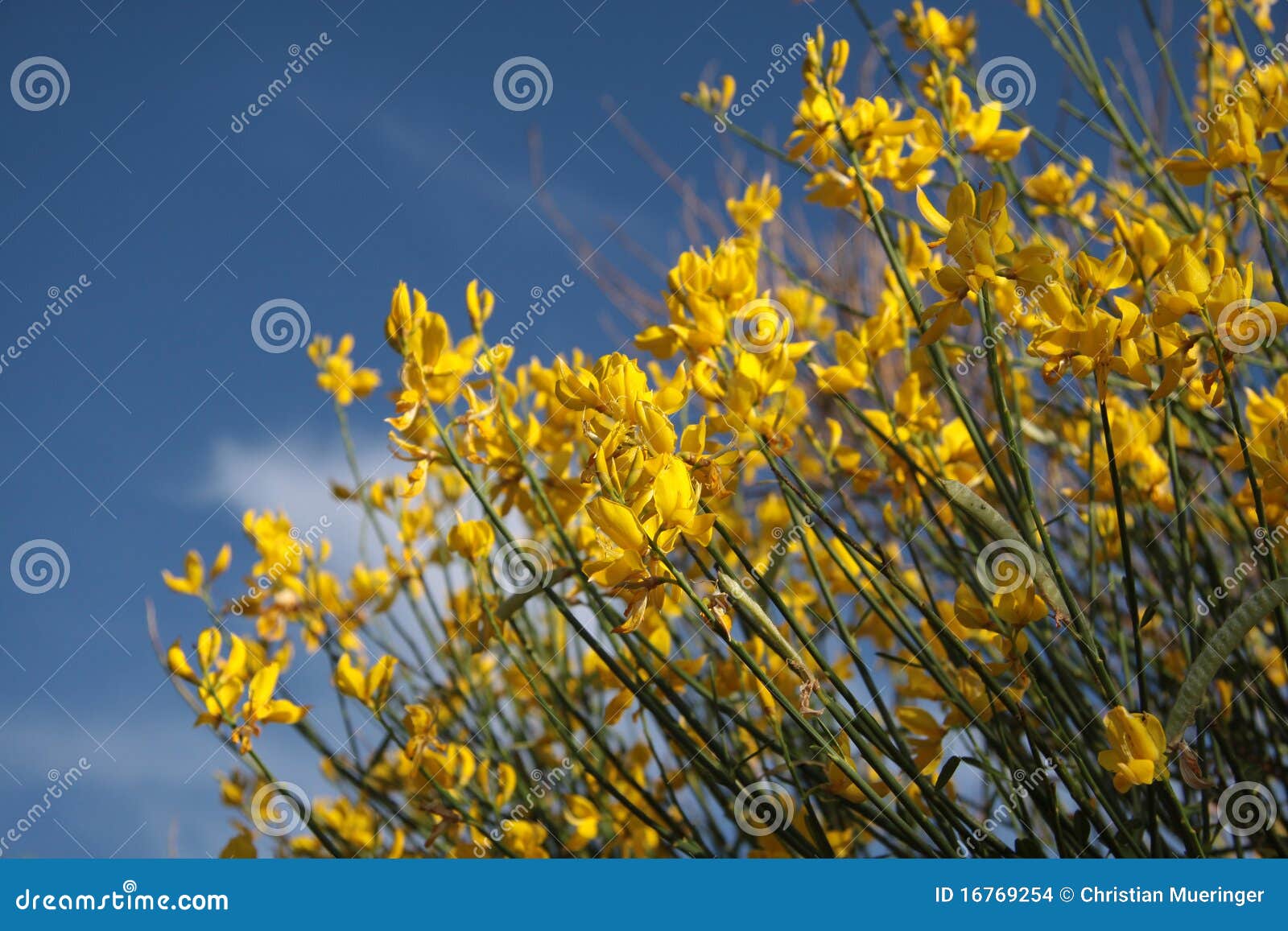 yellow gorse bush