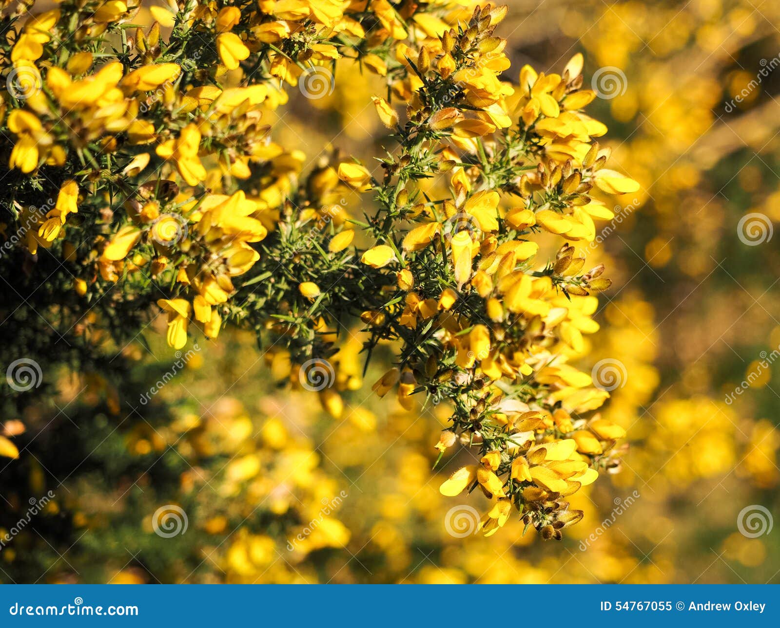 Yellow Gorse in flower stock image. Image of flora, common 54767055