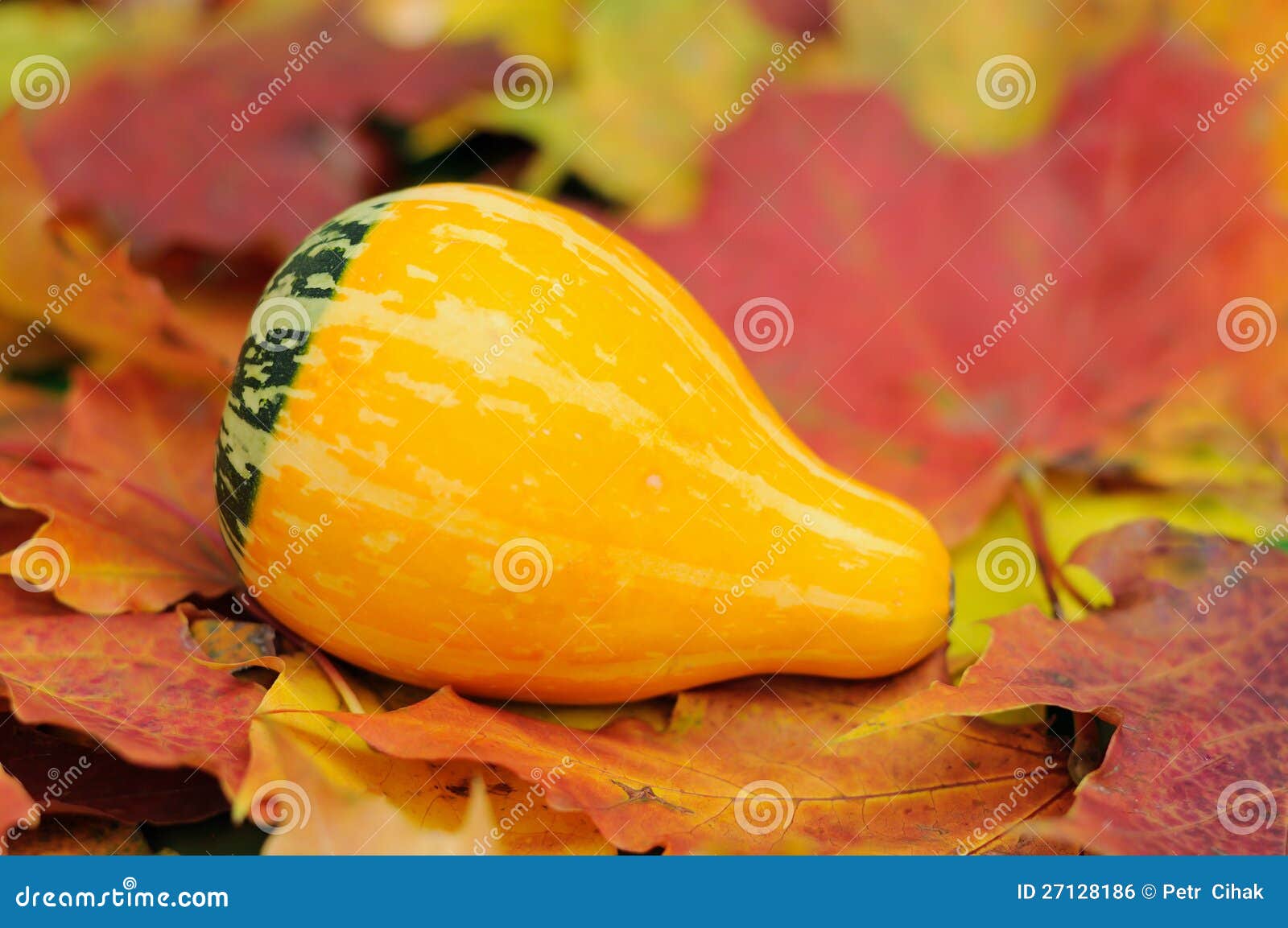 Yellow gourd stock photo. Image of fall, gourd, autumn 27128186