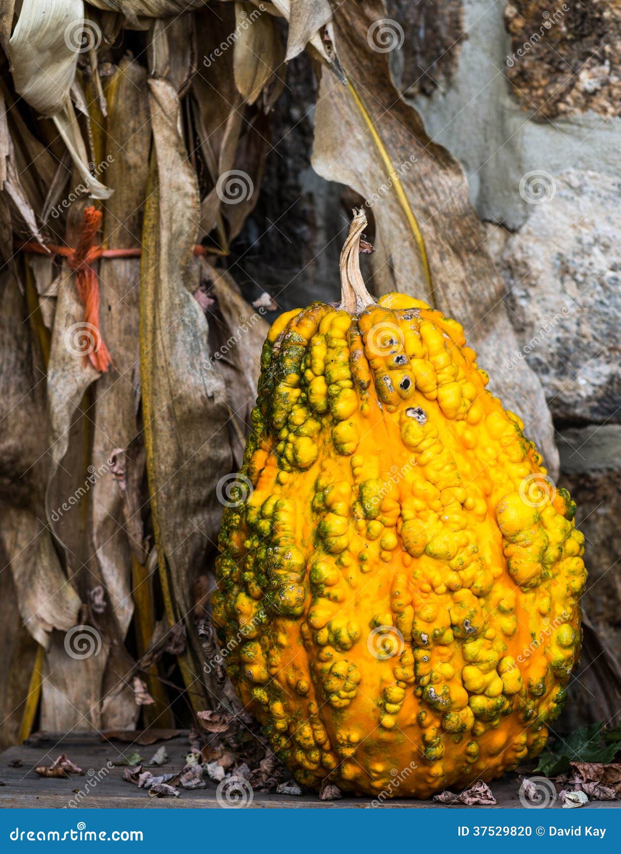 Yellow Gourd stock photo. Image of harvest, seasonal 37529820