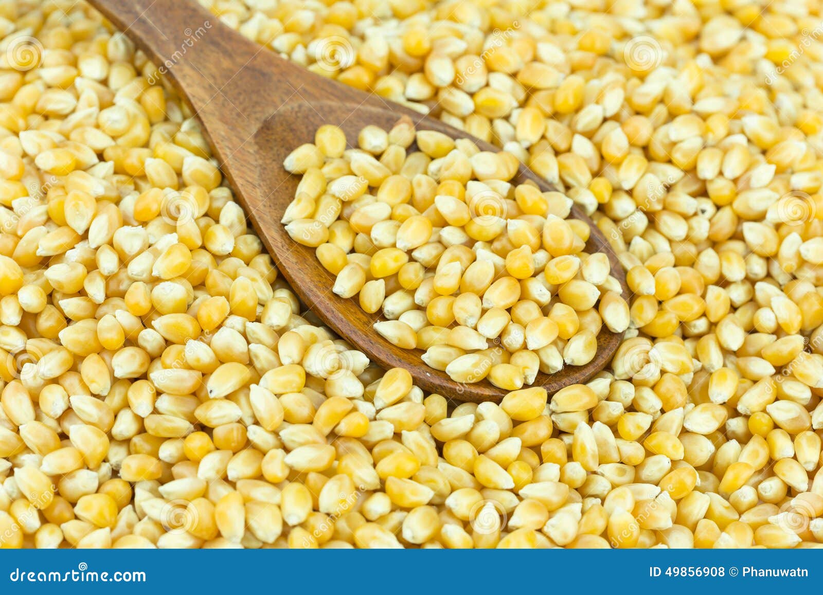 Yellow grain corn stock photo. Image of nutrition, kernel 49856908
