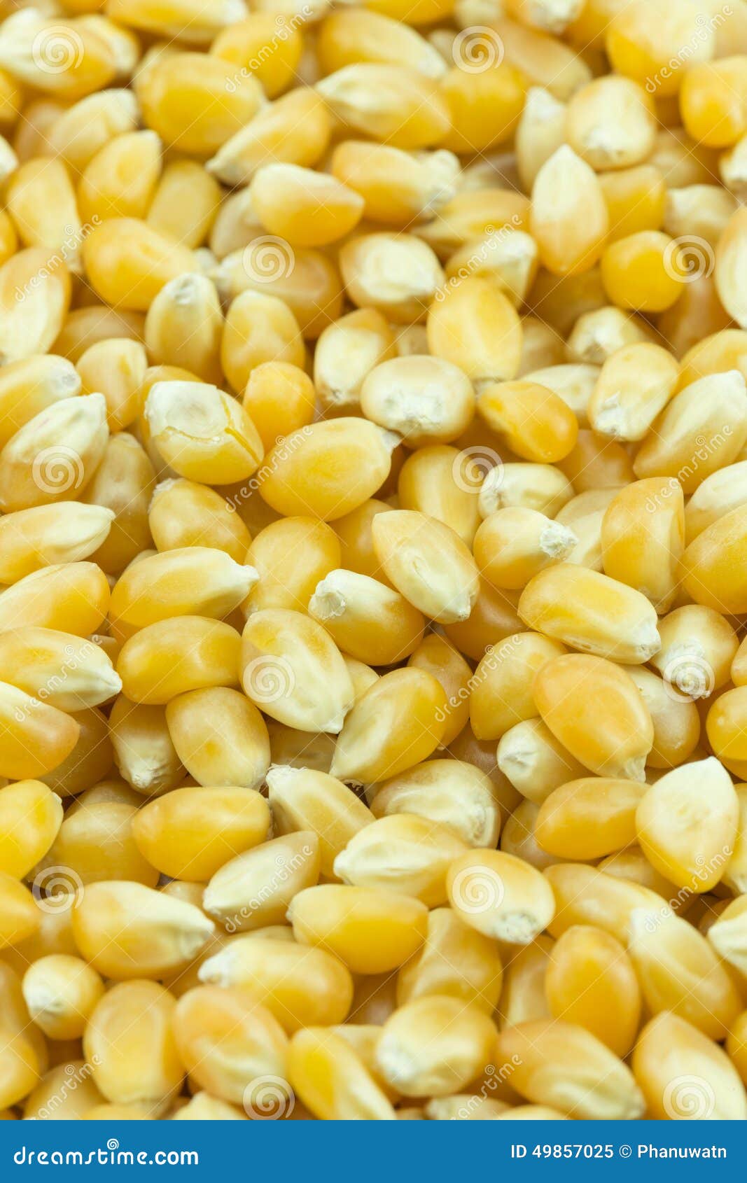 Yellow grain corn stock image. Image of leaf, background 49857025