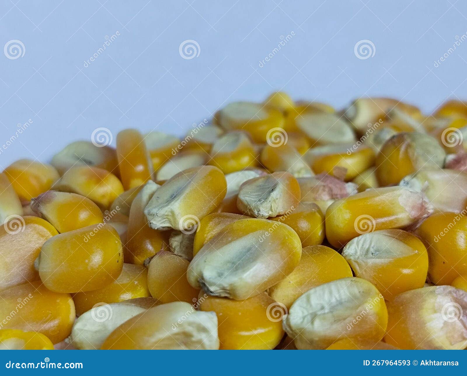 Yellow Grain Corn Isolated on White Background, for Popcorn. Copy Space