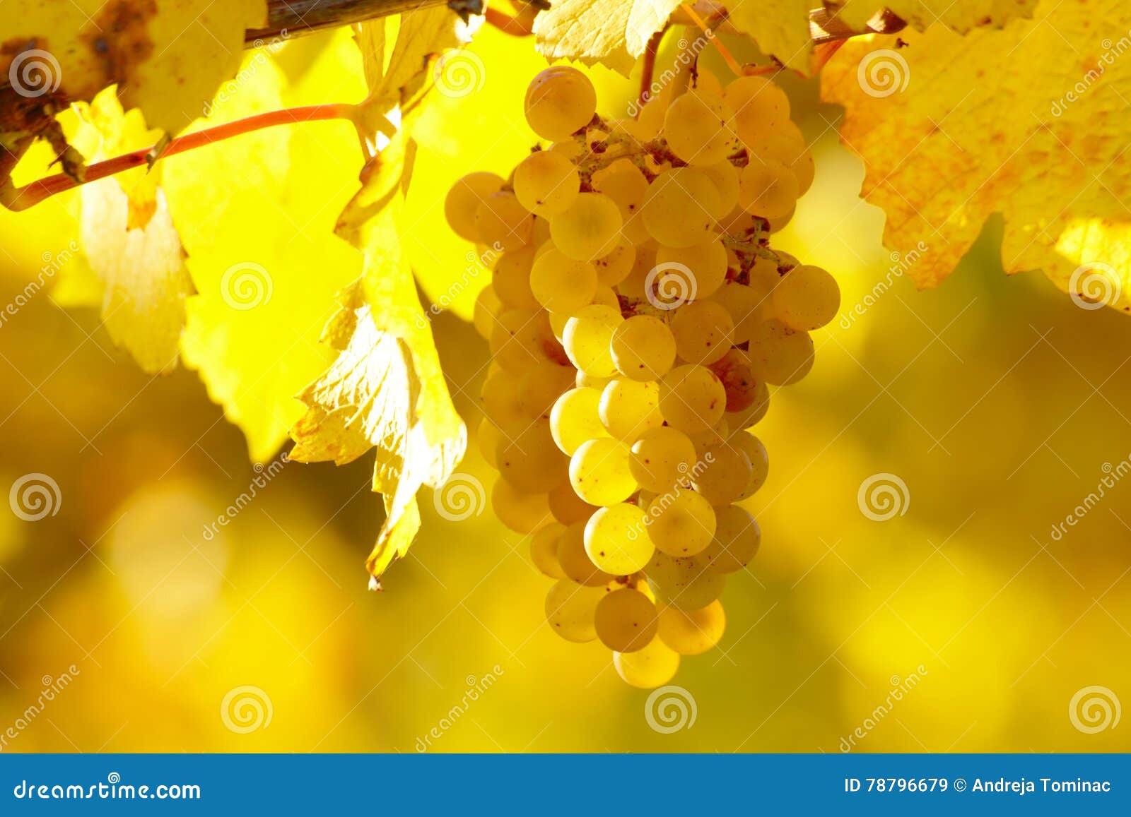 yellow grape in vineyard in autumn