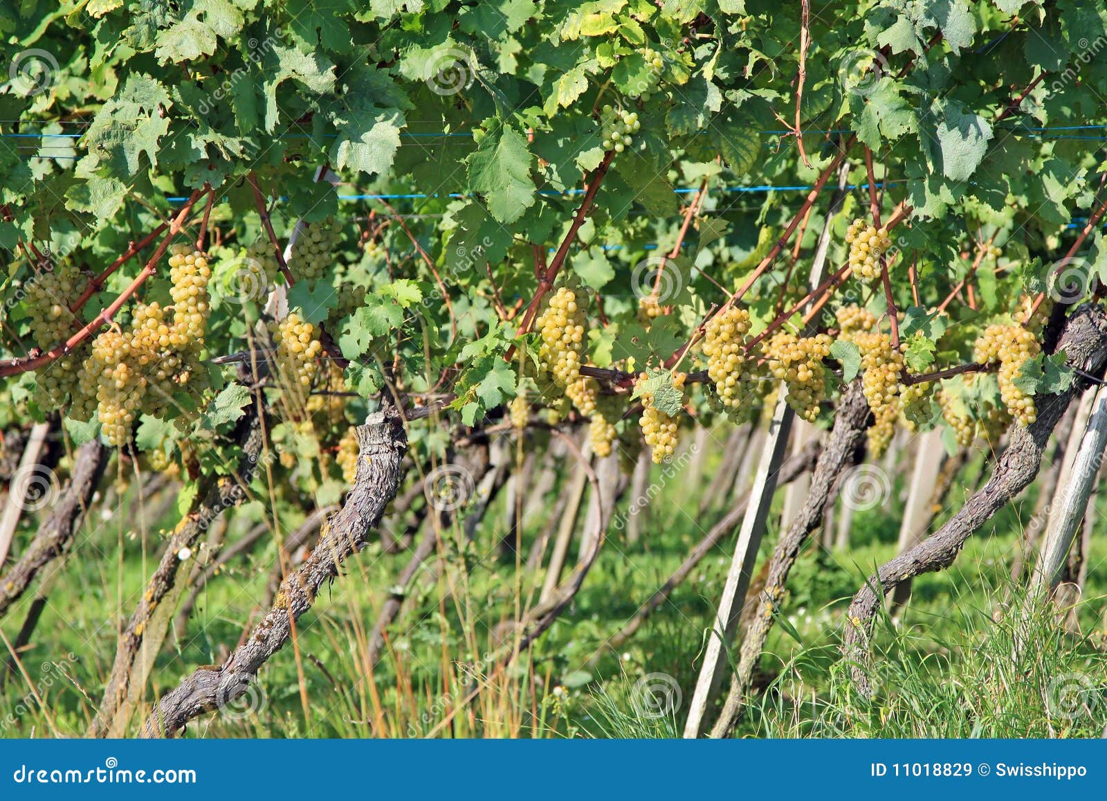 Yellow grapes stock image. Image of branch, eating, berry 11018829