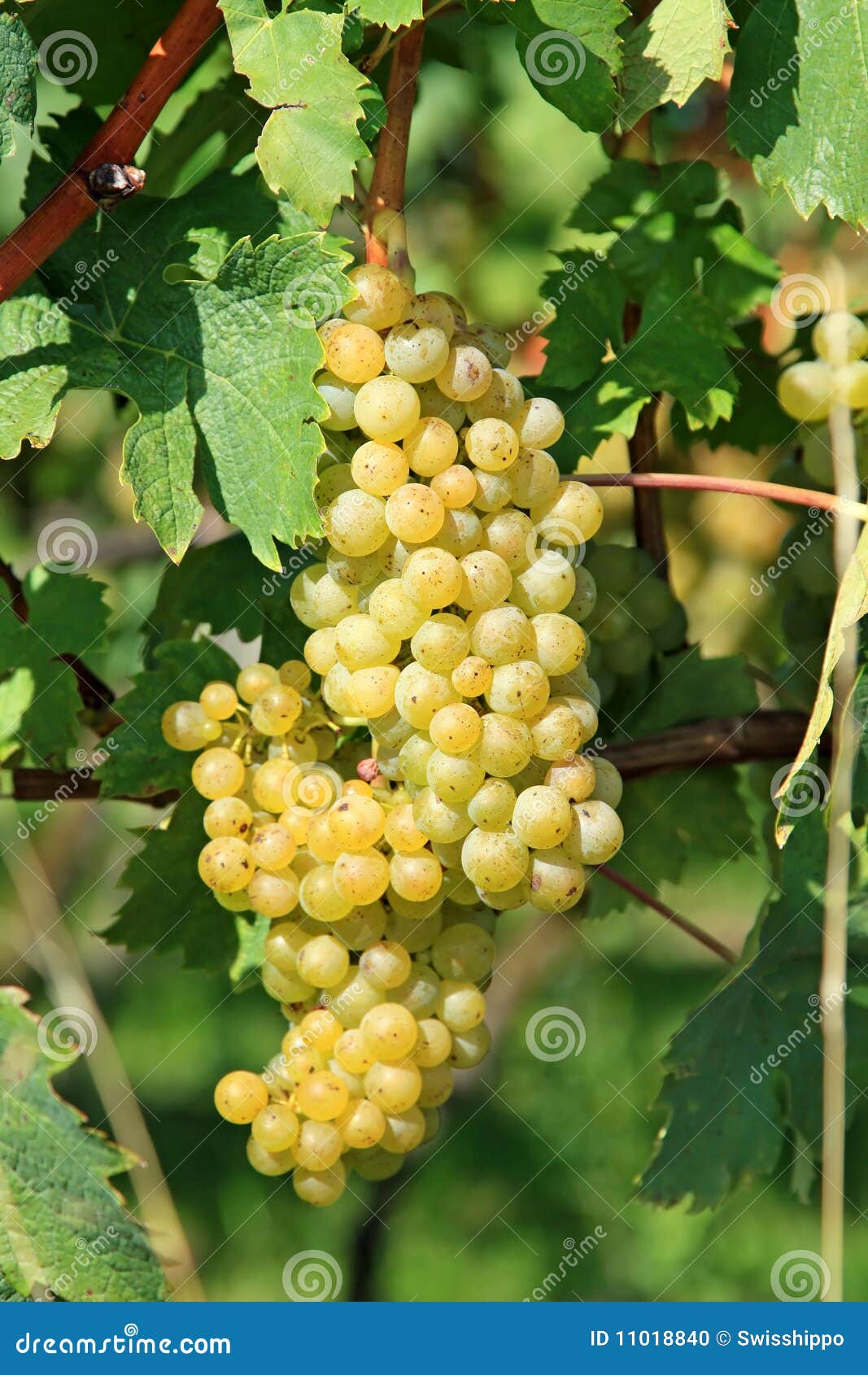 Yellow grapes stock photo. Image of farm, lush, alcohol 11018840