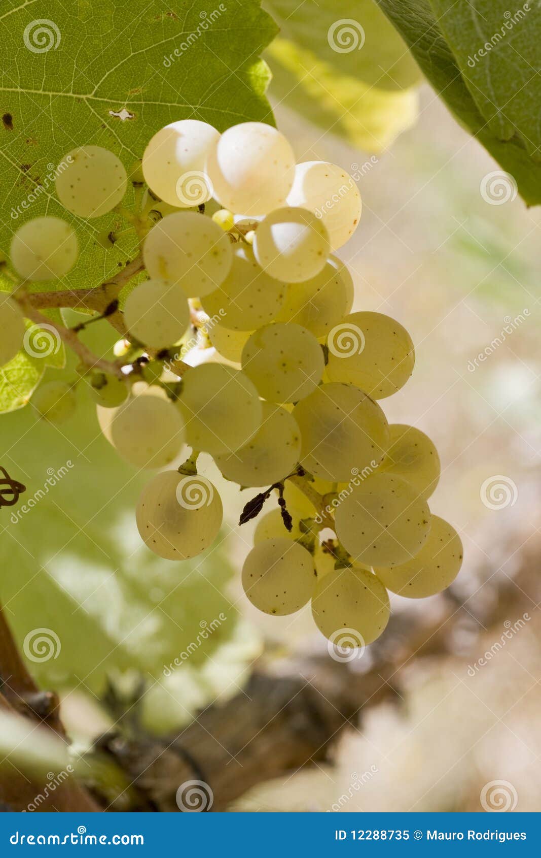 Yellow grapes stock image. Image of healthy, fruit, yellow 12288735