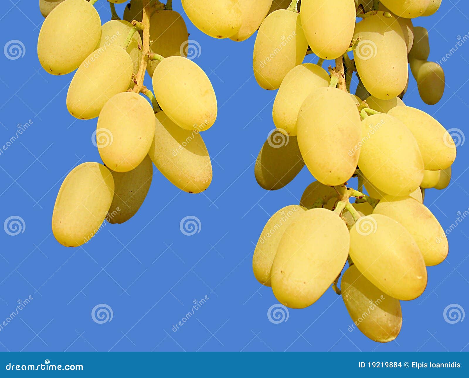 Yellow grapes stock photo. Image of stem, fruitful, dessert 19219884