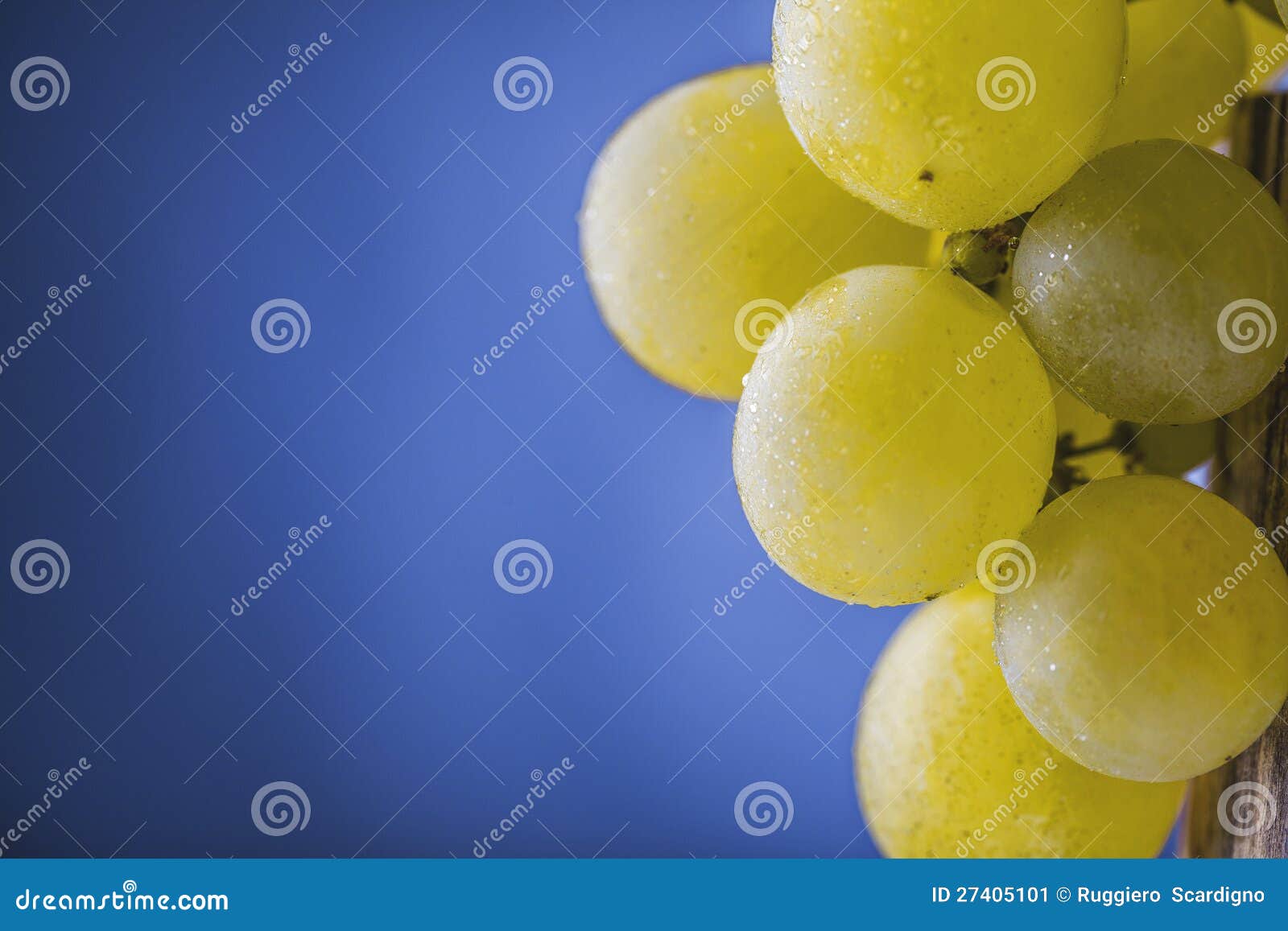 Yellow grapes stock image. Image of bunch, blue, alcohol 27405101