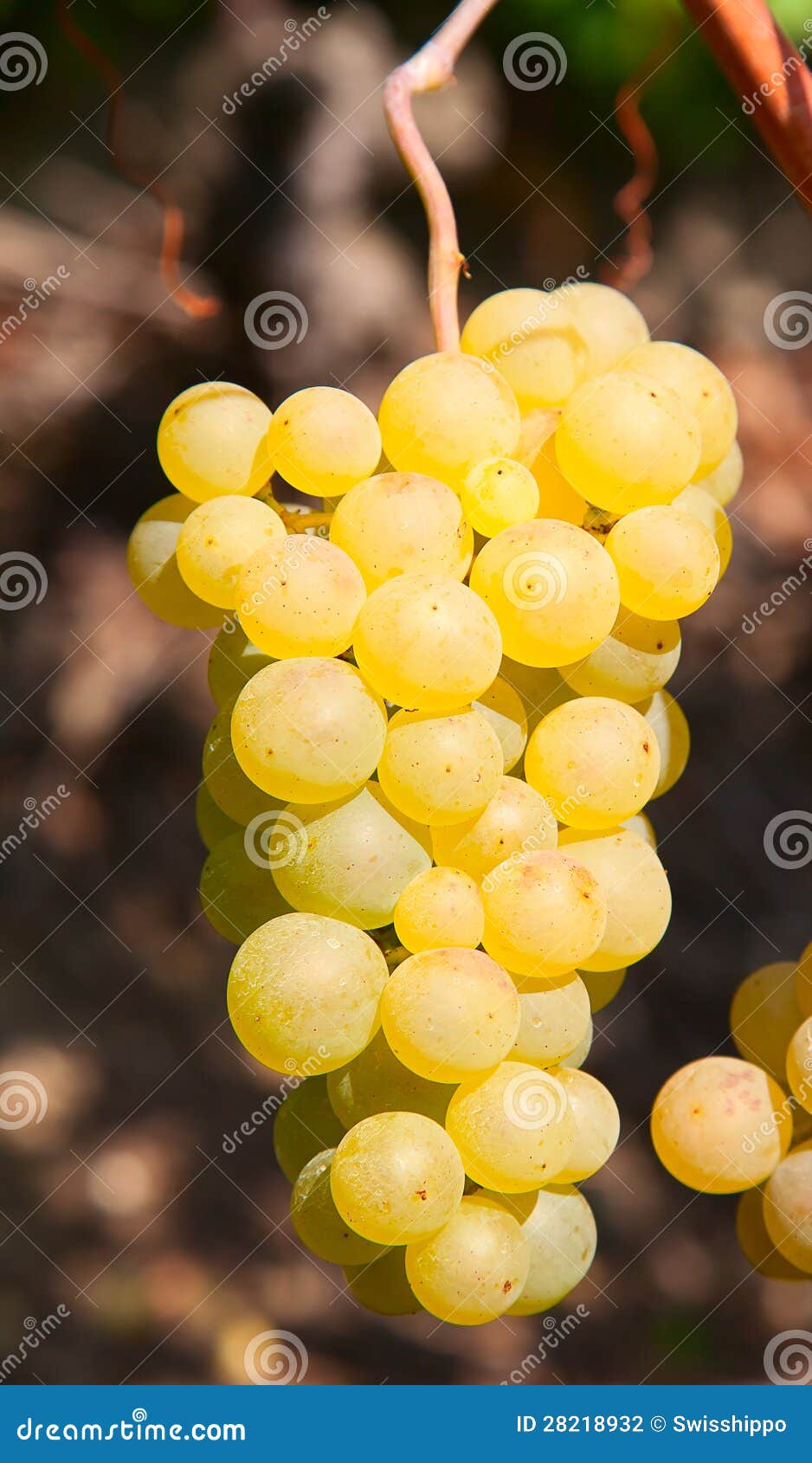 Yellow grapes stock photo. Image of grapes, crop, antioxidant 28218932