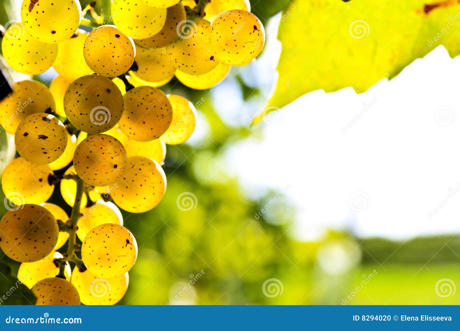 Yellow grapes stock photo. Image of grapes, natural, produce 8294020