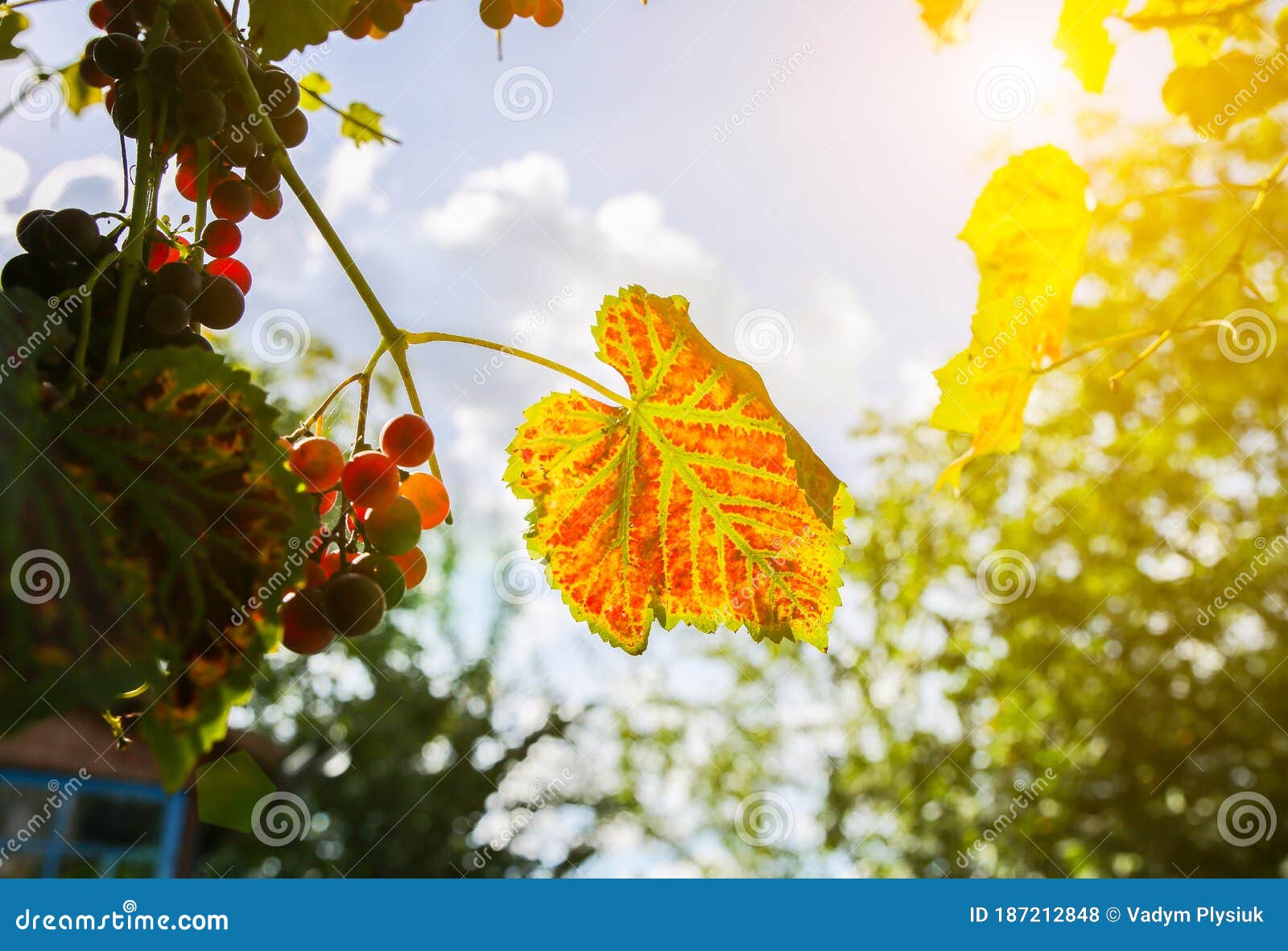 yellow grapes leaves in the sun beams.  autumn day on farm yard. harvest time. nature photo. rupe fruit