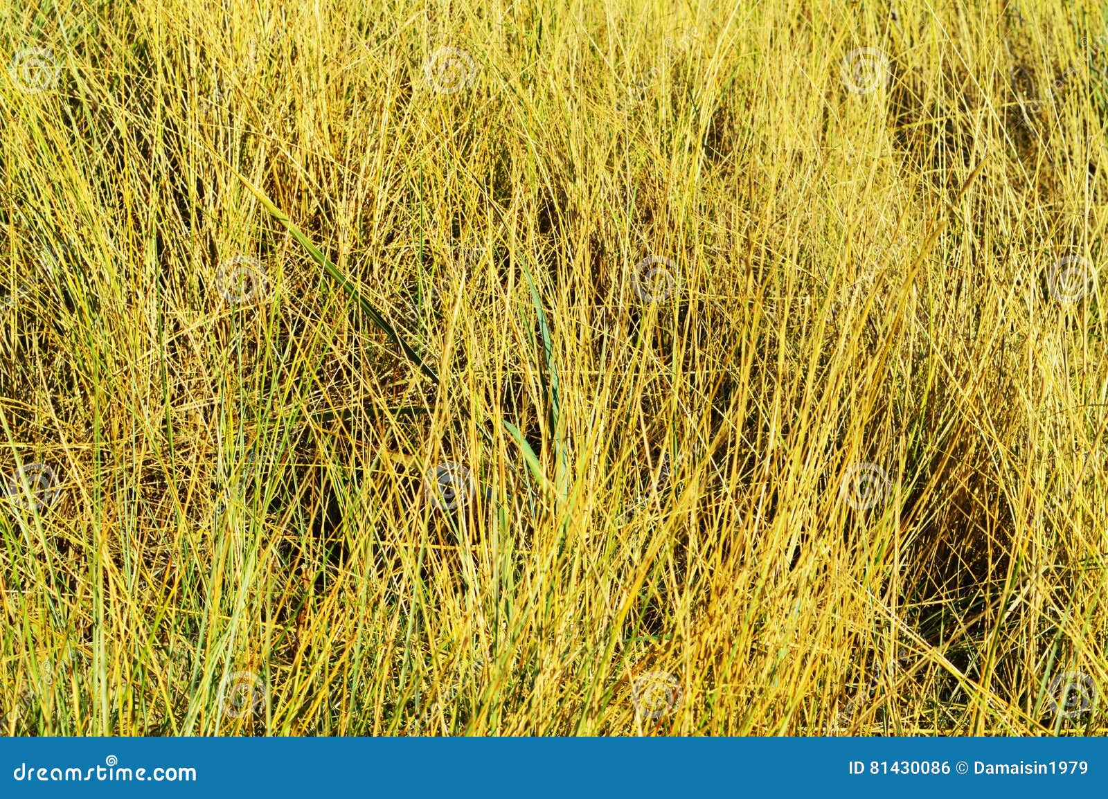 Yellow grass background stock photo. Image of field, background 81430086