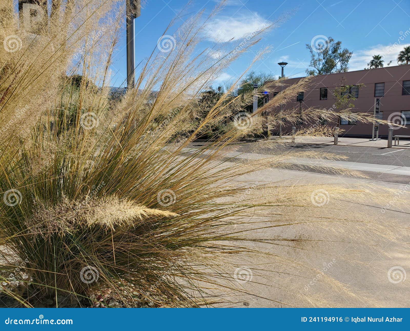 Yellow Grass in the Beginning of Winter Stock Photo Image of