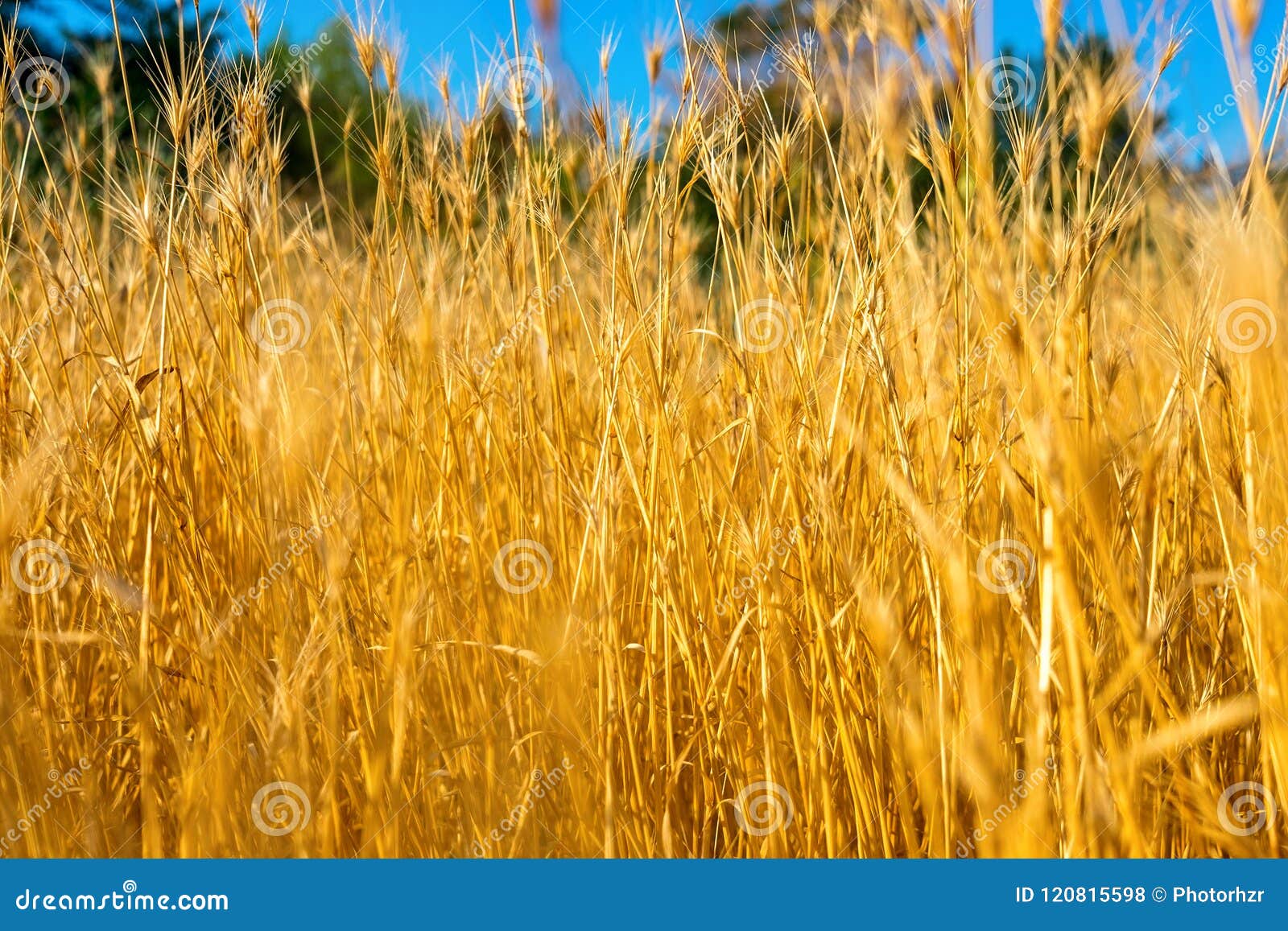 Yellow grass dry stock photo. Image of drought, countryside - 120815598