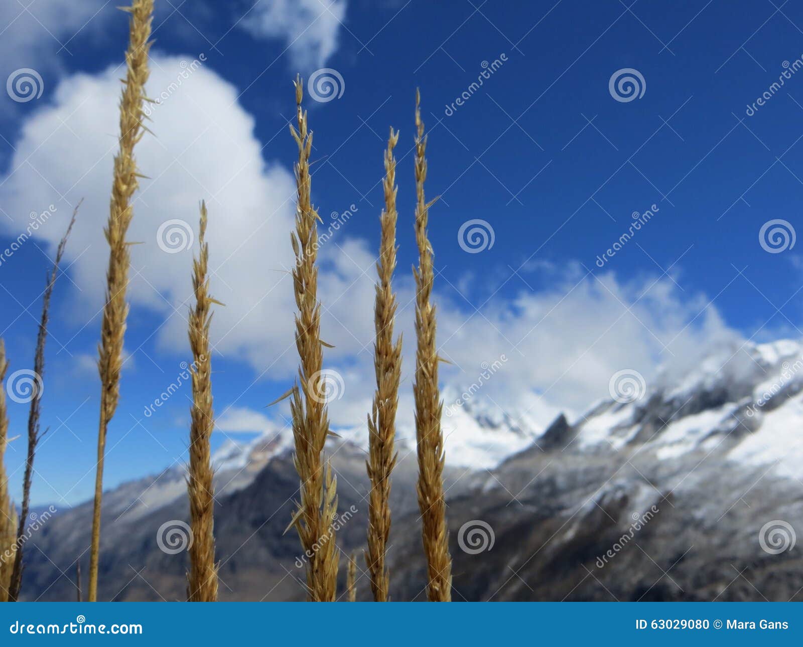 Yellow Grass Seeds Growing in Front of a Mountain Range and the Sky