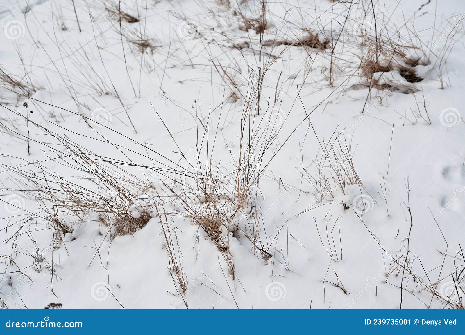 Yellow Grass in the Snow in Winter Stock Image Image of texture