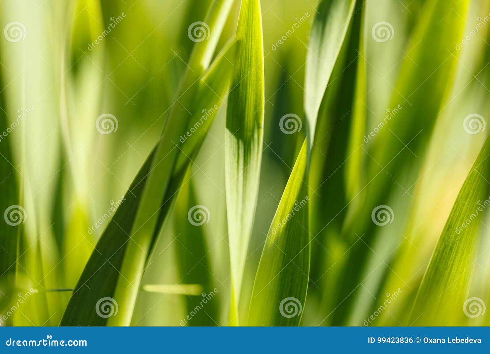 Yellow Grass in the Sun. Colorful Natural Background Abstract Stock