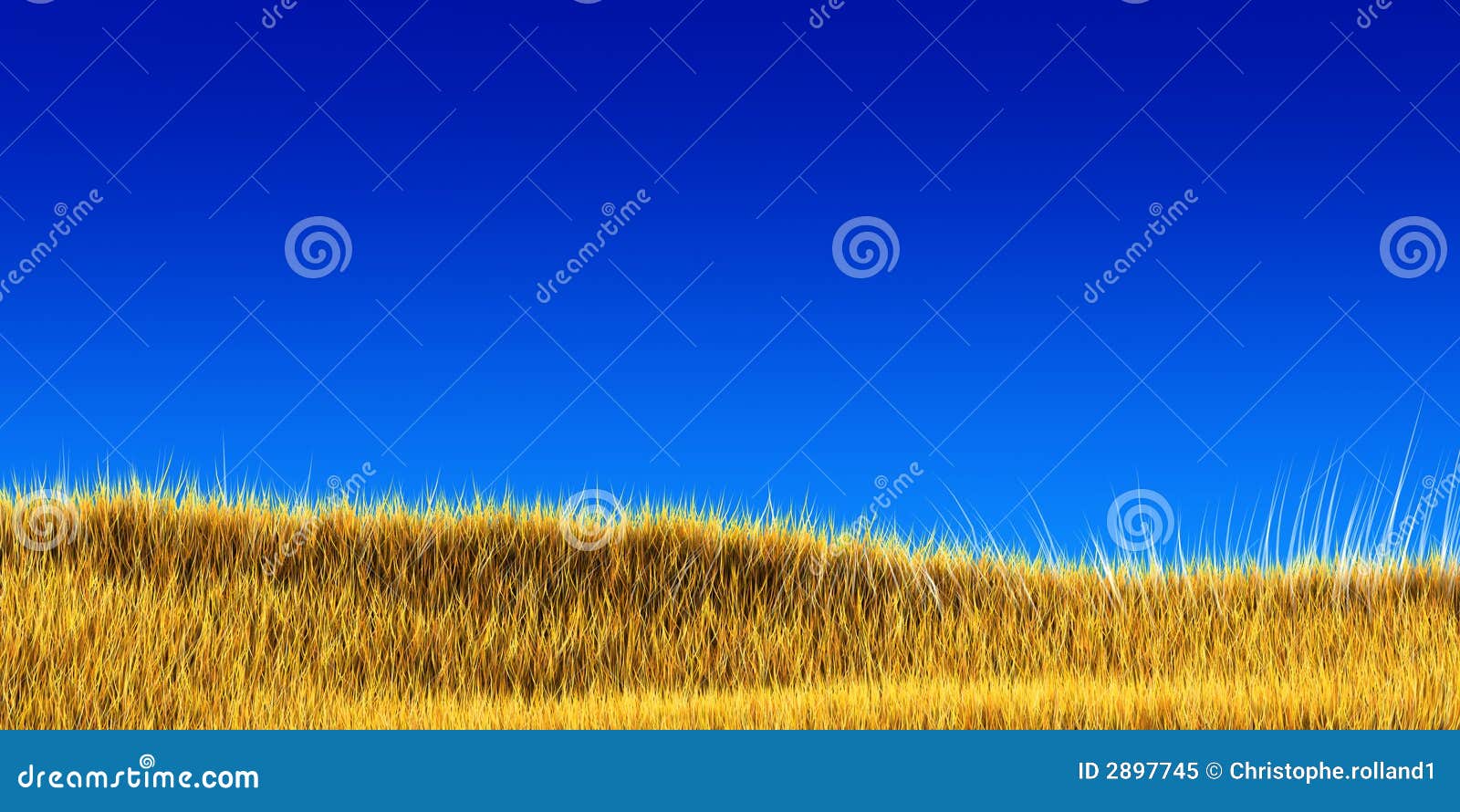 Yellow Grass RoyaltyFree Stock Photo 12747909