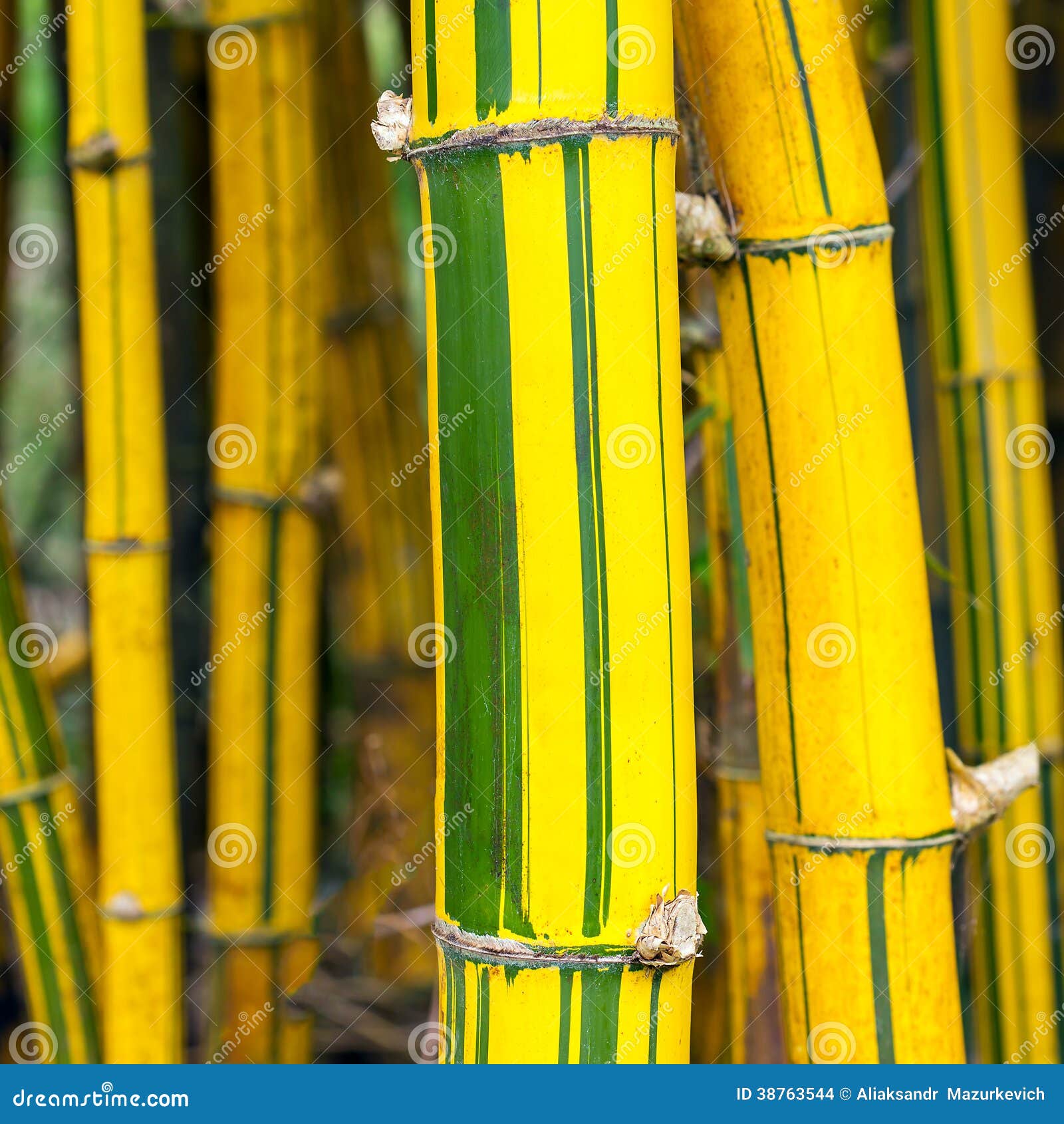 Yellow and green bamboo stock photo. Image of healthy 38763544