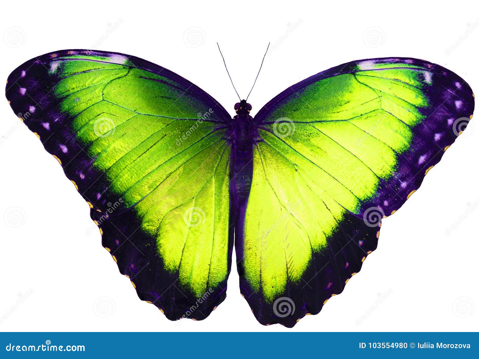 yellow green butterfly  on white background with spread wings