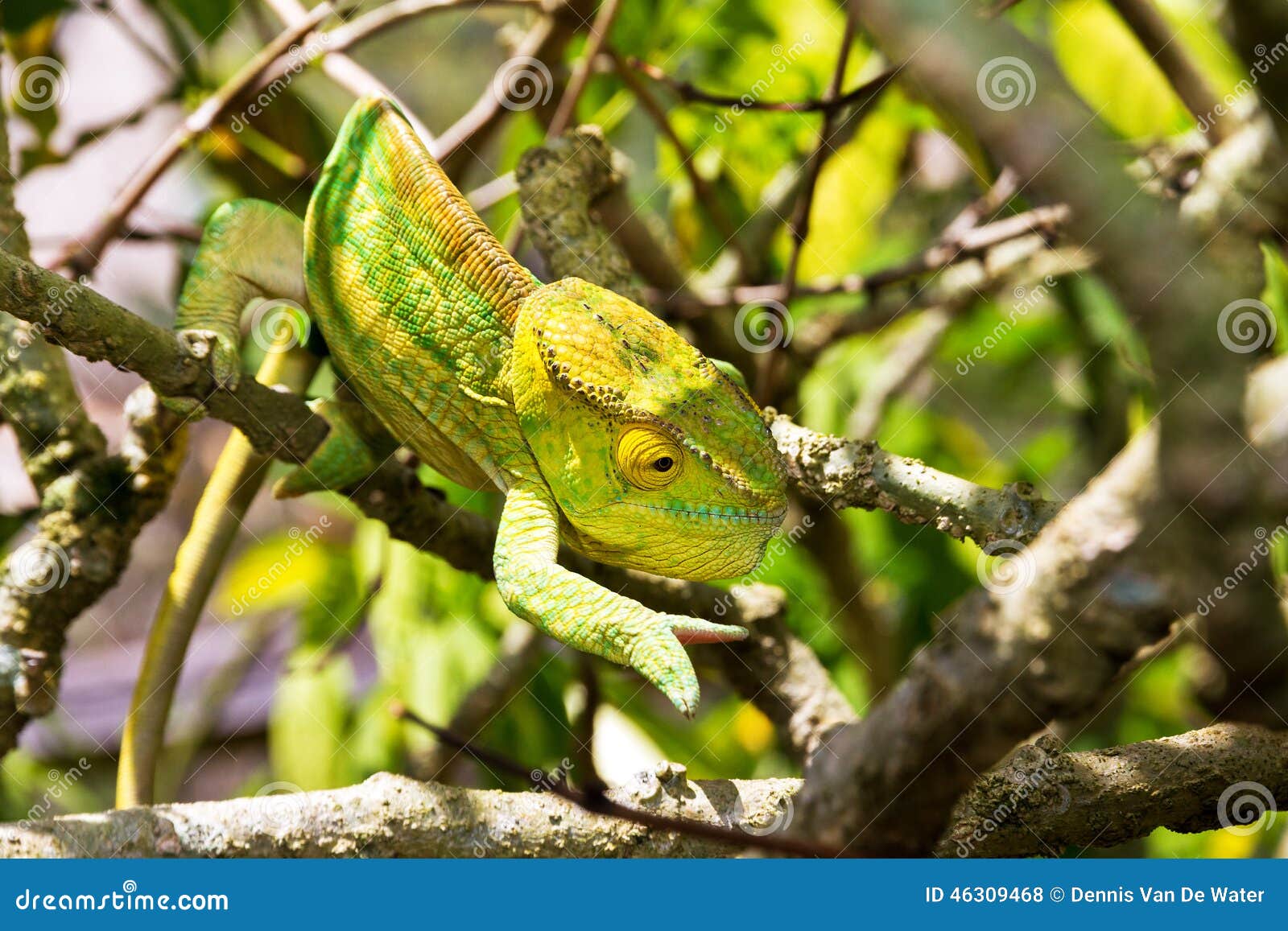 yellow green chameleon