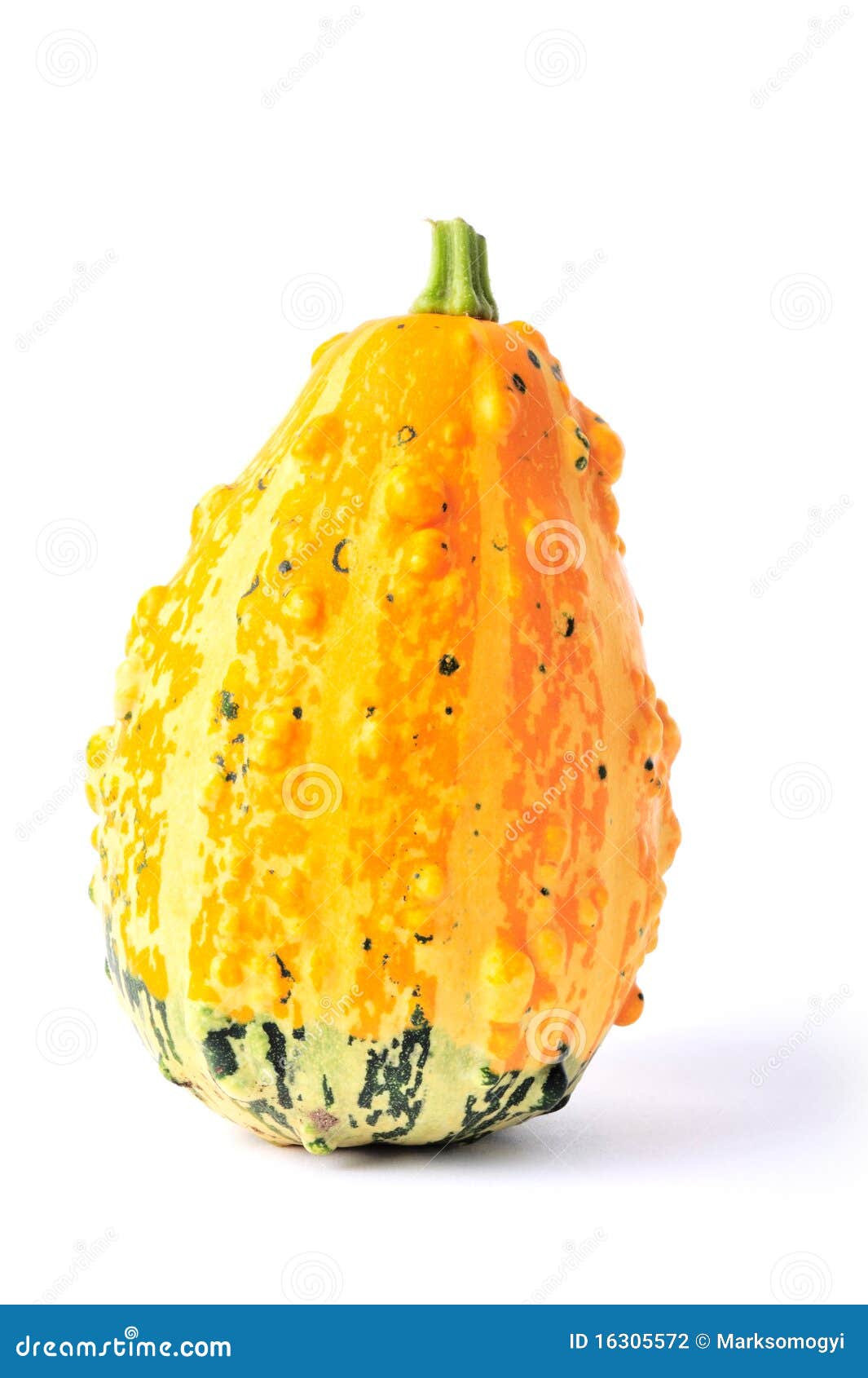 Yellow and Green Coarse Gourds Stock Photo Image of gourd, white